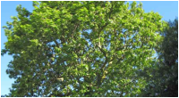 tree-5