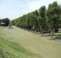 4  Dane John gardens