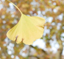 12  distinctive leaf of a Ginkgo in Westgate Gardens