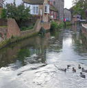 3  view from the river bridge - Butterfy garden on left