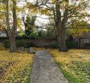 13  two Ginkgo trees in Westgate Gardens