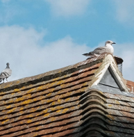 Westgate Grove property viewed from Westgate Gardens