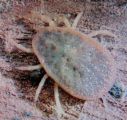1  Argas Reflexus (copyright Marcello Romano)