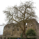 11 ornamental plane tree