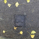 seen in Stour Street - note surrounding Ginkgo leaves!