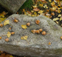 14  soft fruit of the Ginkgo - smelling of a mix of sick and poo!