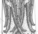 2  seraphim
