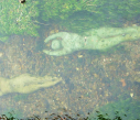 12  sculpture in river by bridge