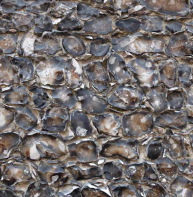 Coursed flint – Blackfriars, St Peter's Lane