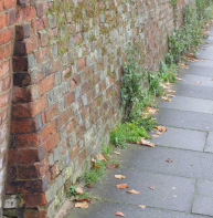 Batter – Worthgate Place off Castle Row