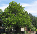 7  Old Dover Road