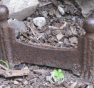 Boot scraper  –  St Peter's Church