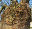 8  plane tree