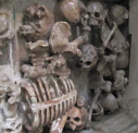 2  bones and skulls