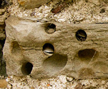 stones-thanet-bivalve