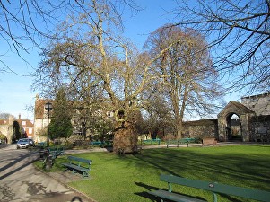 tree-precincts-1