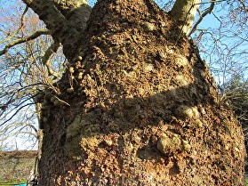 tree-precincts-2