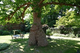 tree-precincts-4